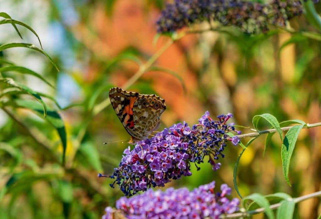 Butterfly and Pollinator Gardens
